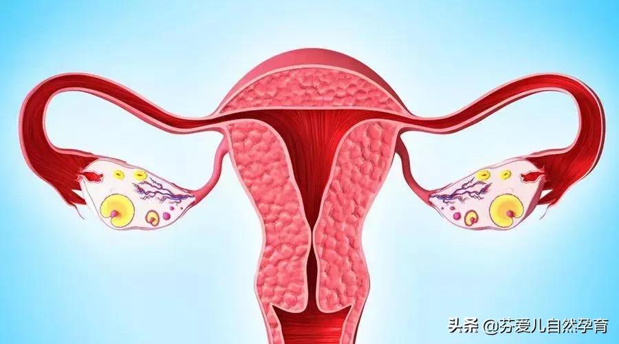 了解卵巢和黄体功能,卵巢早衰会发胖吗