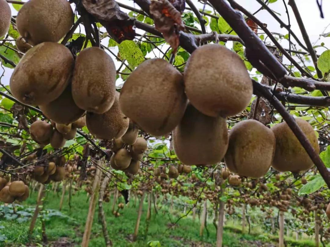 农民日报扶贫,农民日报全文