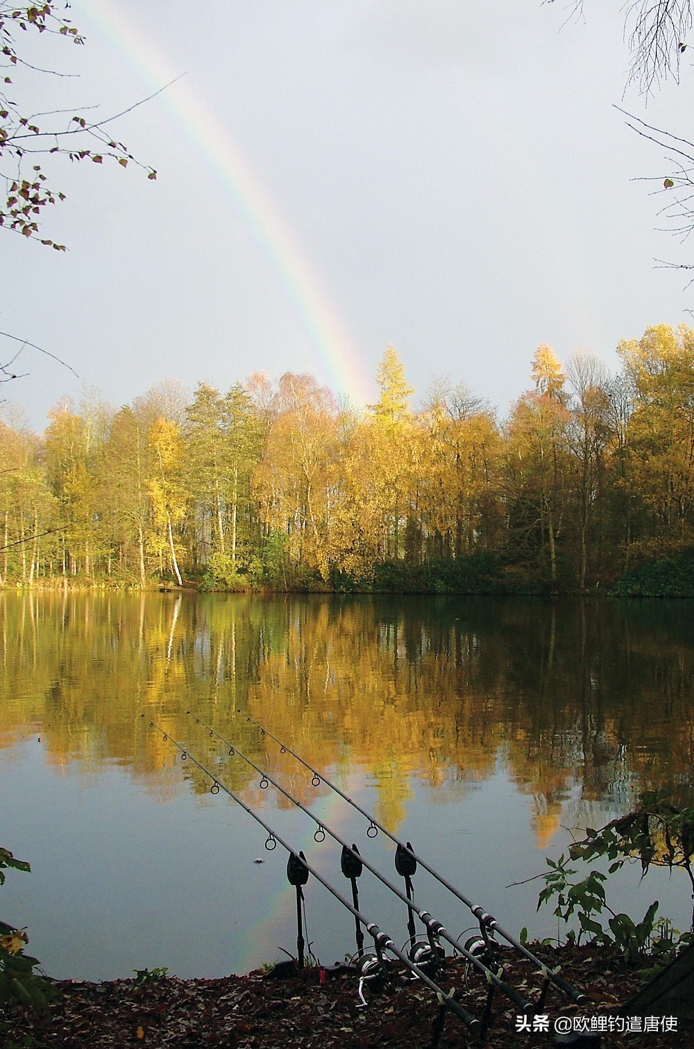 话说欧鲤钓最新消息,话说欧鲤钓鱼完整版