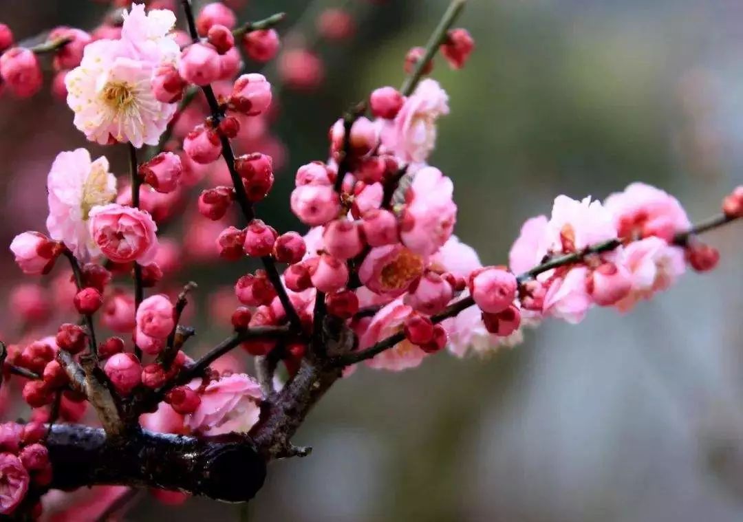 养梅花的技巧,寒梅的养殖方法