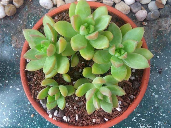 什么多肉夏天也可以继续生长,教你十大多肉养护技巧