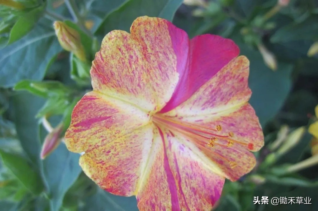 温馨紫茉莉,好看的紫茉莉