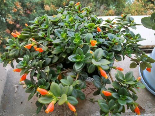 金鱼吊兰开花什么样子图片,金鱼吊兰开花的样子图片