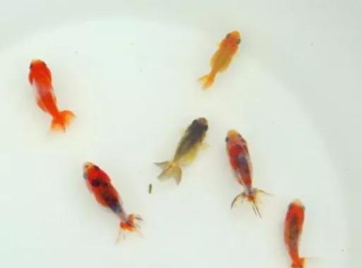 整理箱养兰寿金鱼饲养技巧,兰寿金鱼怎么饲养长得快