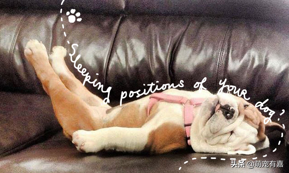 关于狗狗警惕性的冷知识,关于狗狗的十条冷知识