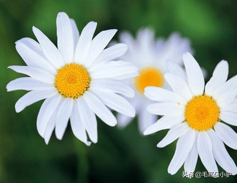 雾柳暗时云度月，露荷翻处水流萤。这个国家居然两个国花