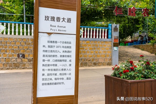 河北葡萄县,名气没*疆新**吐鲁番大,村民自称中国30%干红酒出自这