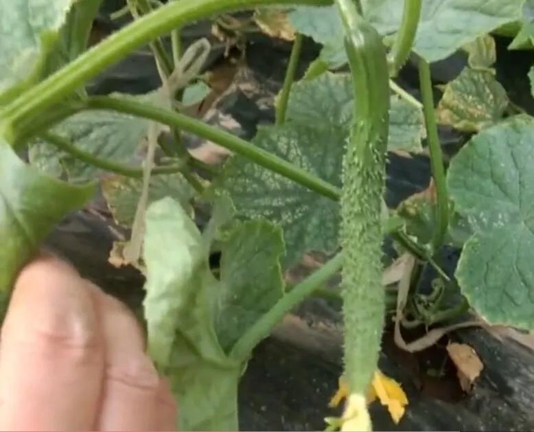 黄瓜为啥结了小瓜就枯了,黄瓜都从根部断了咋回事