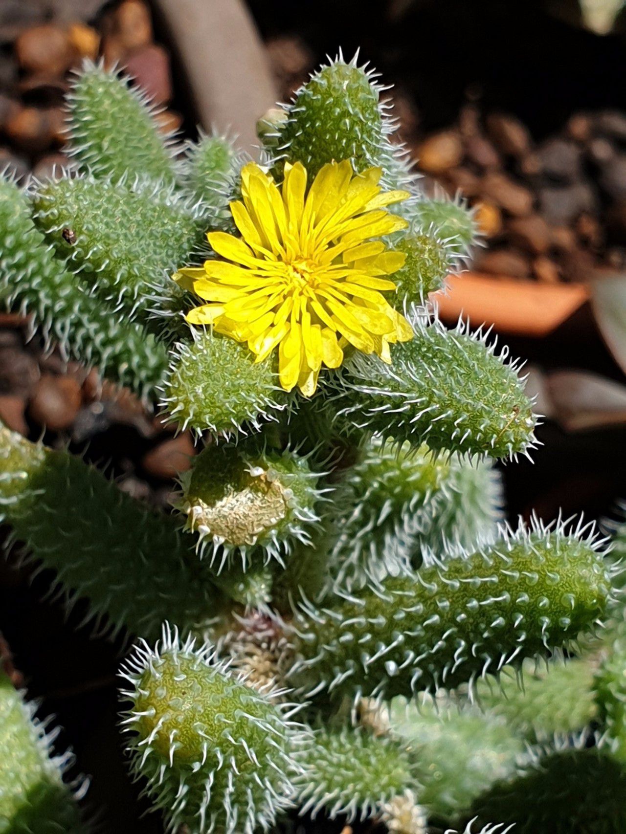 叶子上有尖刺的植物,叶子上带有小刺的草