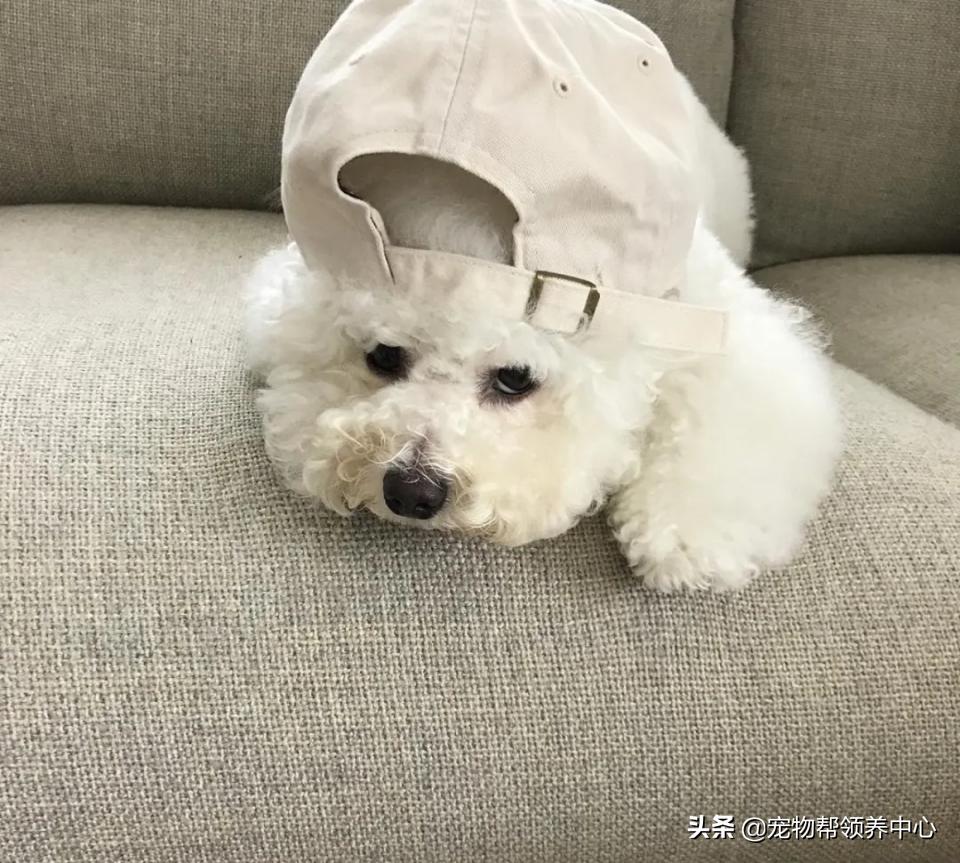 如何教比熊安静等待,比熊活蹦乱跳该怎么训练