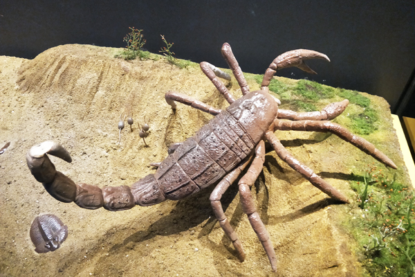 有独特功能的动物尾巴,小动物的尾巴的作用