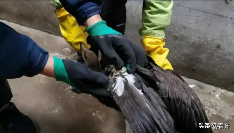 跨国迁徙!“大鸟”意外受伤,却遇上鹤城恩人