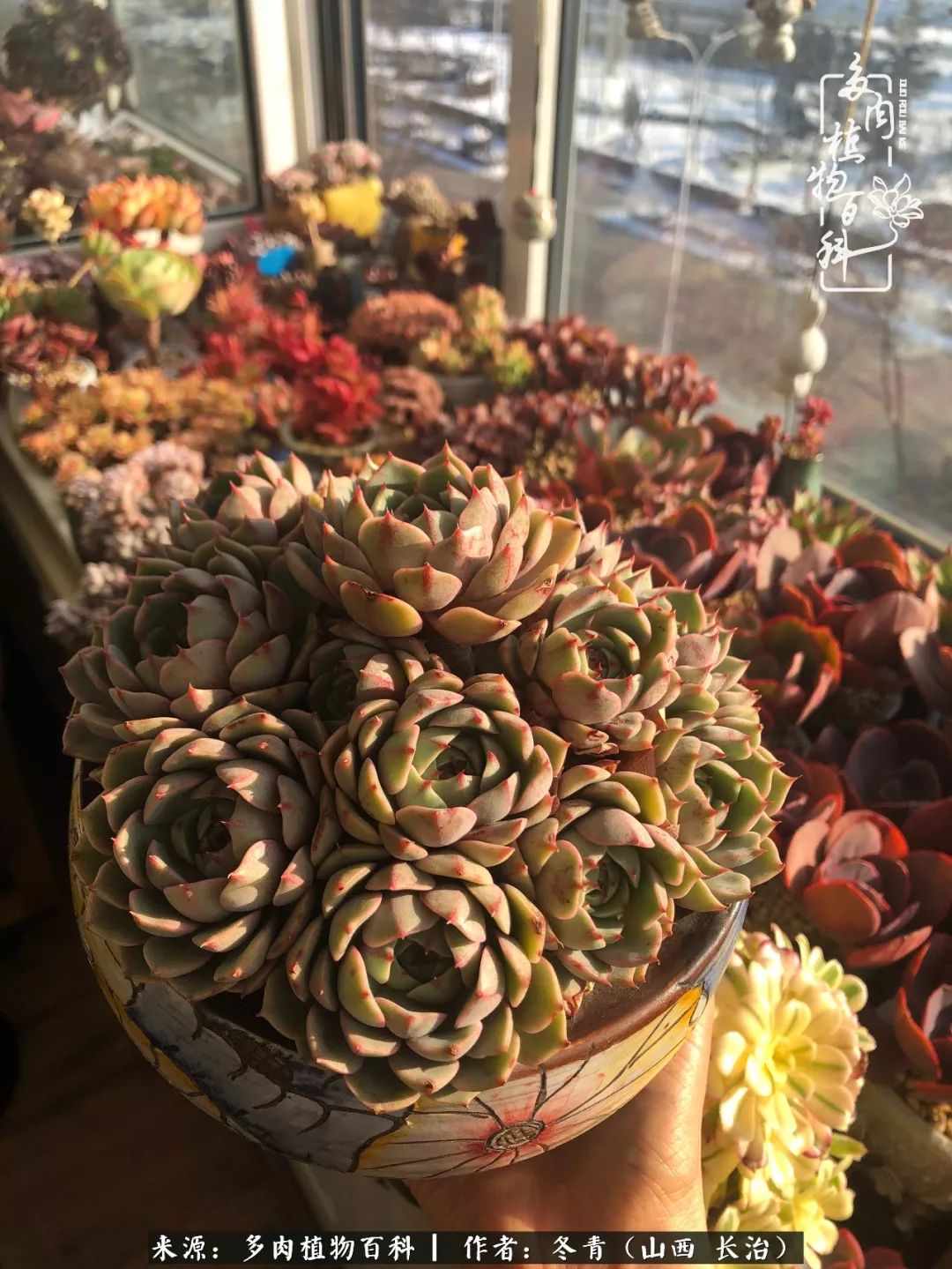 新手养的多肉怎么管理好看,阳台养多肉正确方法