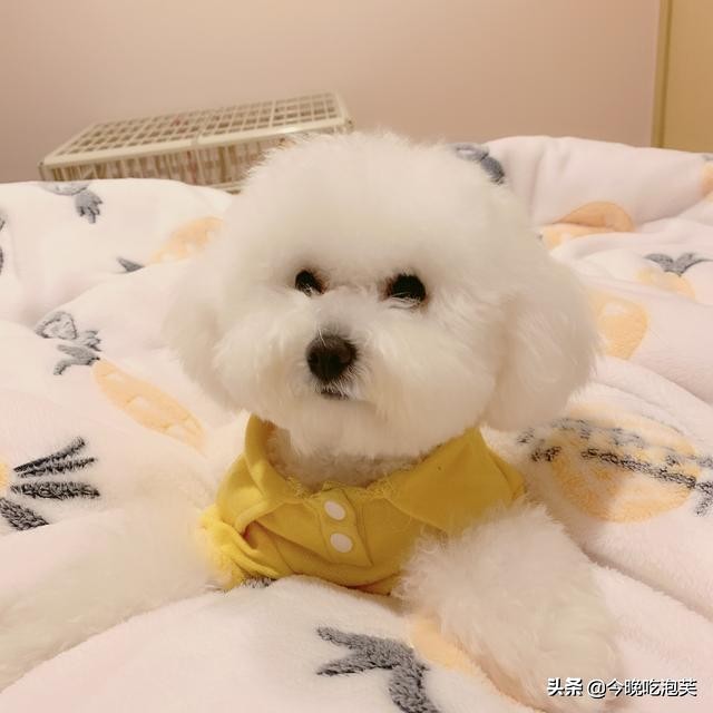 狗狗敏感吠叫怎么纠正,狗狗敏感胆小咬人怎么办