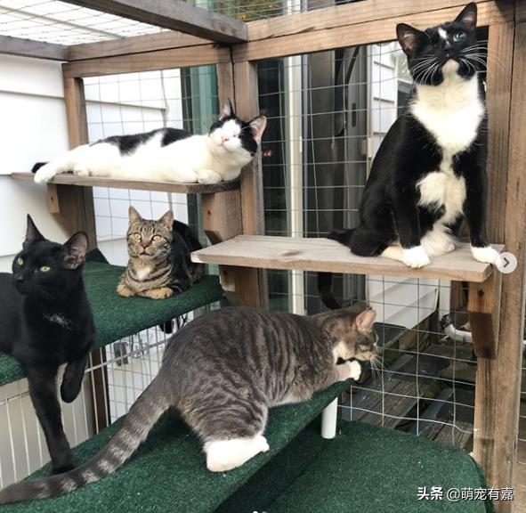 救治失明猫咪,失明猫被救助视频