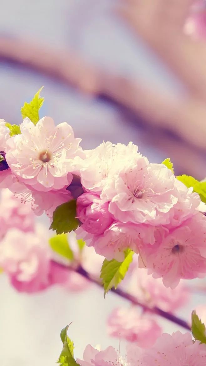 珠宝腕表诠释时光华美,腕表珠宝