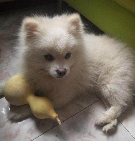 博美毛发稀少吃什么,博美毛发稀少不爱吃东西