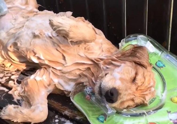 金毛身上很臭怎么办,金毛身上很臭怎么处理