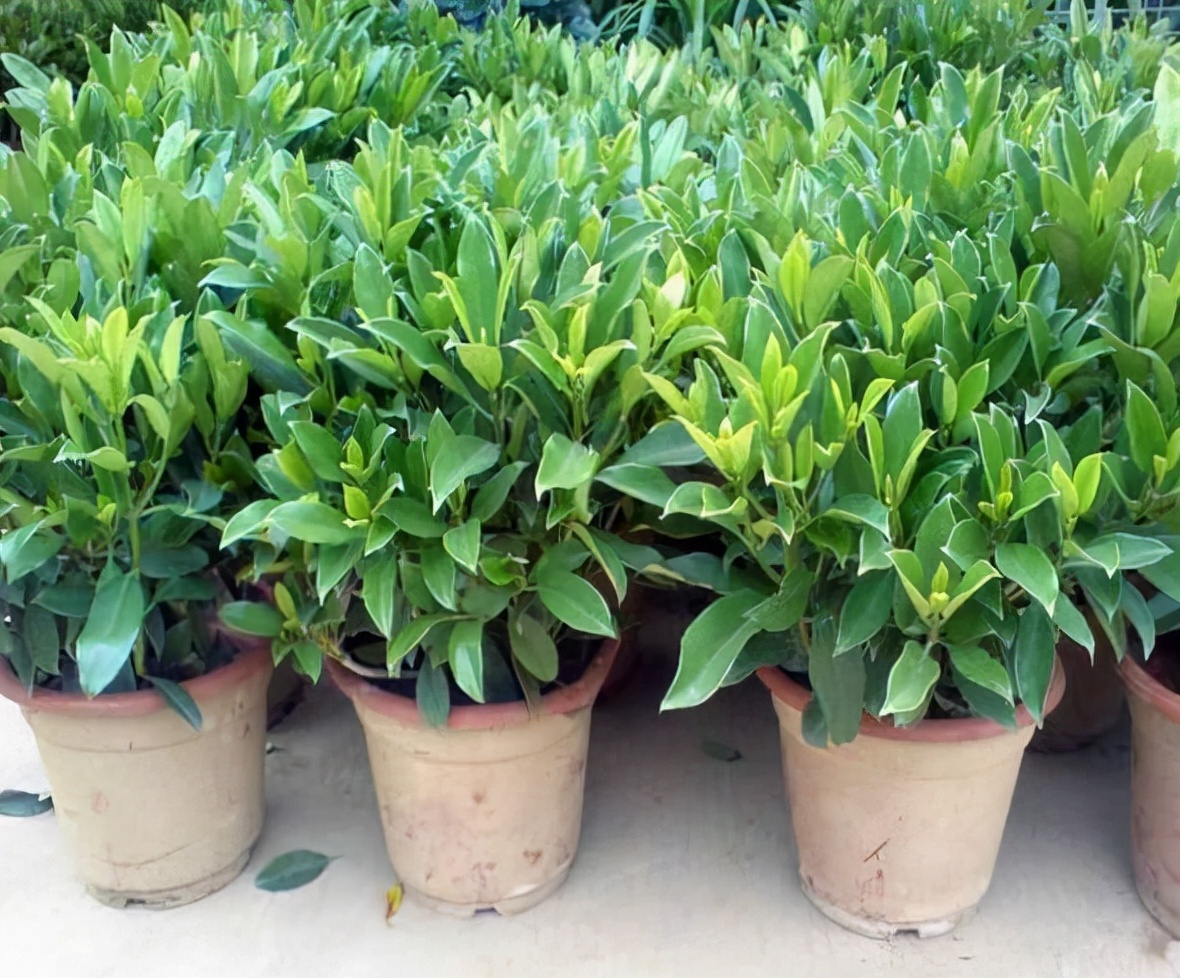 房屋装修买什么盆栽好养,新房装修养什么植物