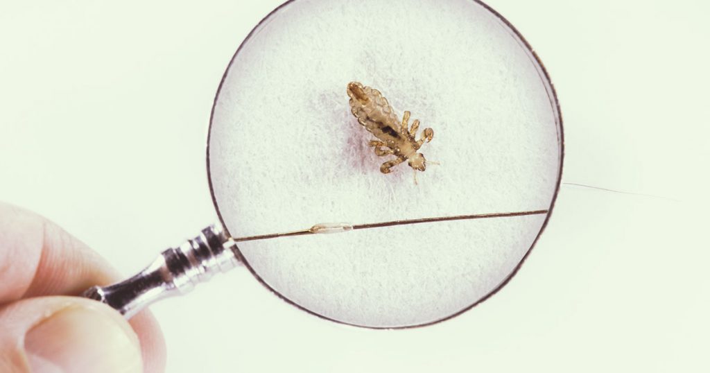 人类进化虱子,虱子与人类共存千万年