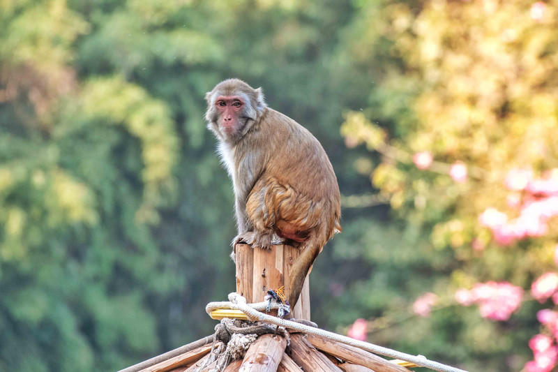 广州长隆野生动物世界旅游攻略,长隆野生动物世界攻略2-3天广州游