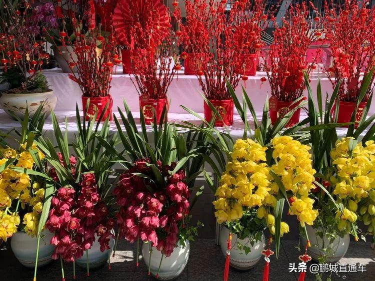 迎新春千万盆年宵花投放北京市场,春节购花指南