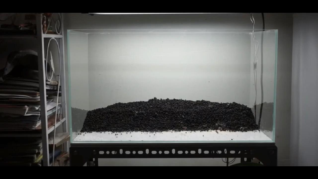 草缸皇冠水草造景,假山草缸水草造景