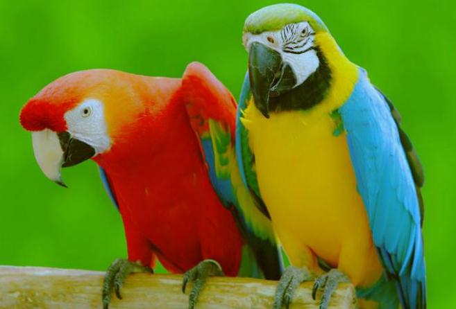 如果不想养狗猫养什么宠物不贵,新手养宠物推荐猫还是狗狗好养些