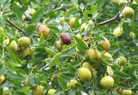 一年四季的时令蔬菜,一年四季的时令水果大全