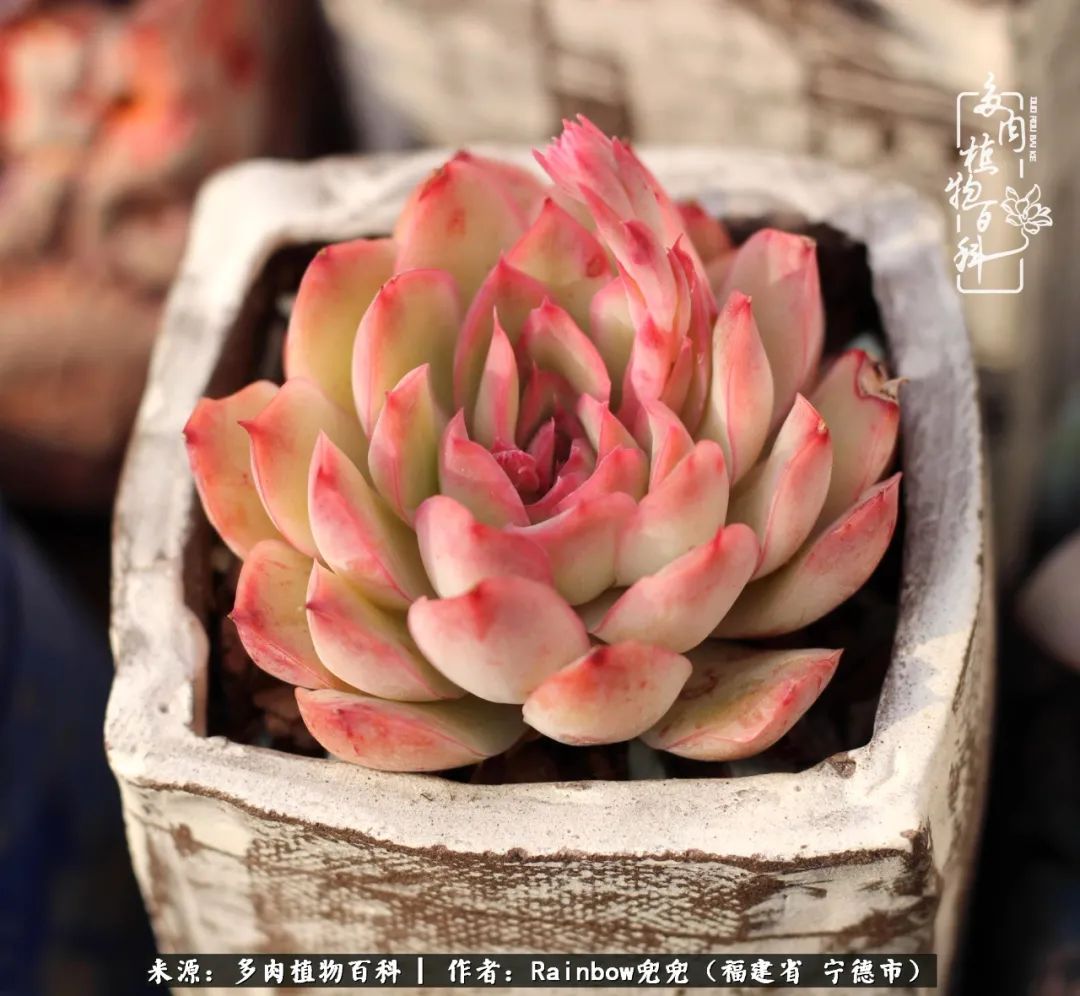 岁月无波澜余生不悲欢是啥意思,愿你岁月无波澜敬我余生无悲欢