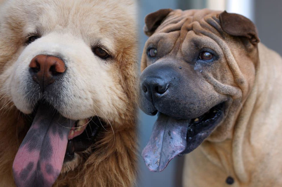 斑点狗要长几个月成大狗,斑点狗多大斑点就定型了