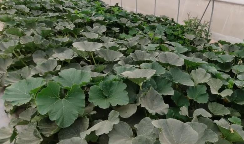 南瓜如何整枝打杈留瓜讲解图,南瓜长到2米长后怎么样整枝打叶