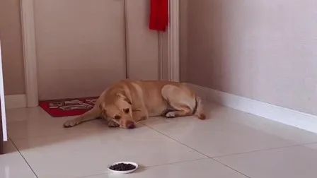 分离焦虑的狗狗怎样纠正,主人对狗狗有分离焦虑症