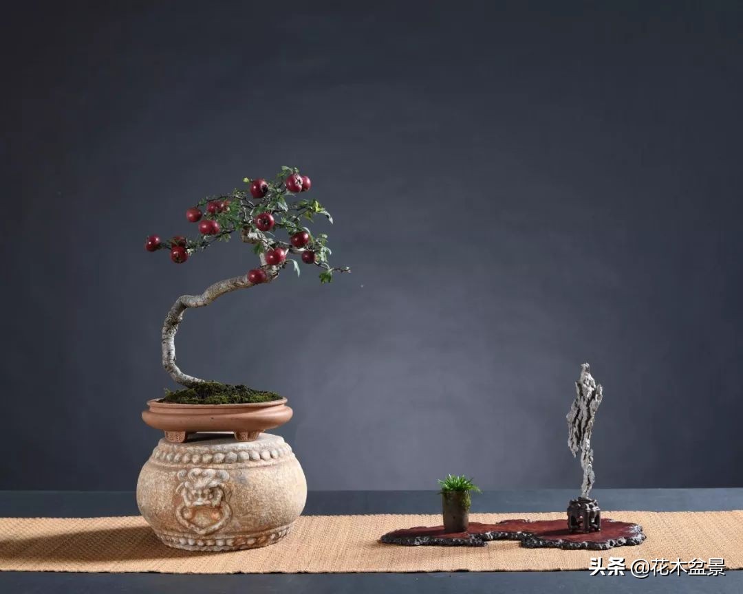 适合客厅养的盆景植物,茶桌上养什么盆景植物