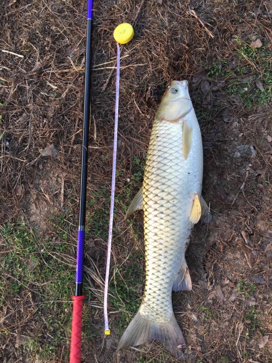 汀粉二代出征，神鹤轻强硬喜获佳绩