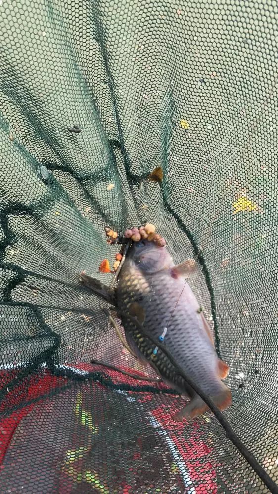 友人相约-本汀七迦爽爆竿