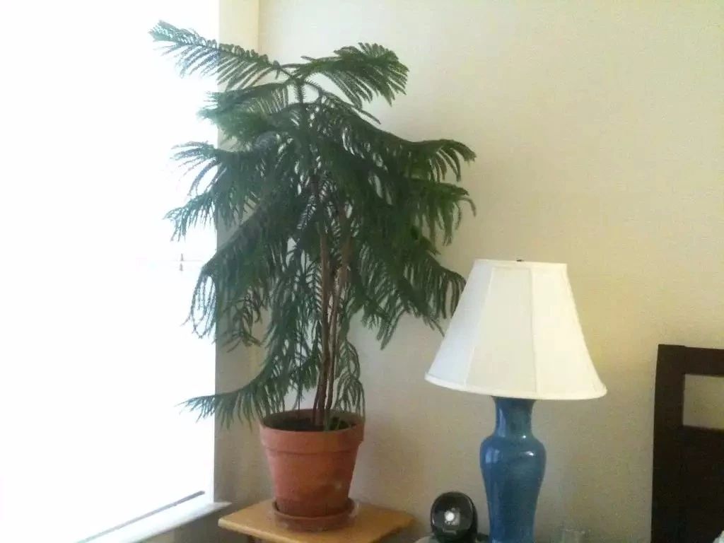 办公室最好养的大型盆栽,适合放在办公室的大盆栽植物