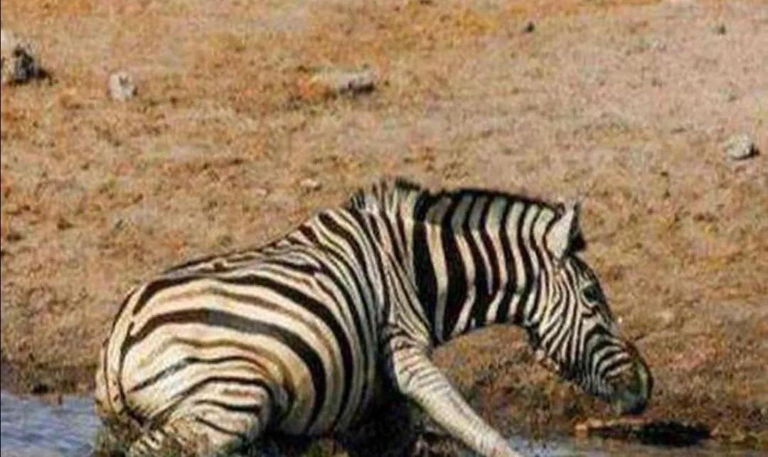 马赛马拉草原旅游攻略,马赛马拉草原上的草种类