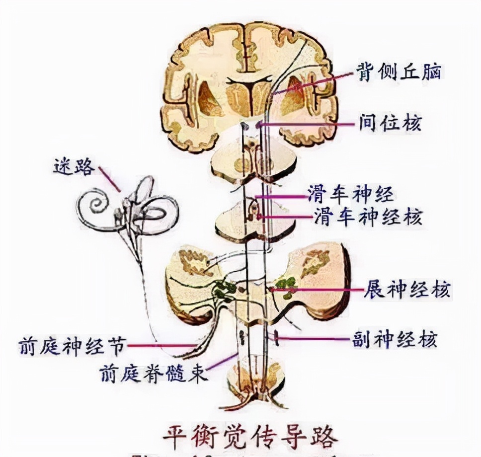 前庭神经系统不敏感怎样训练,前庭系统干预方法