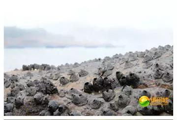 舟山4月份海鲜攻略,舟山海鲜代加工攻略