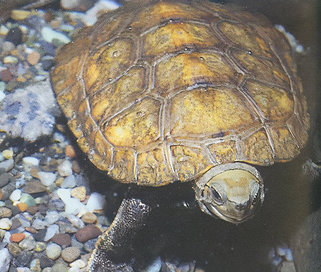 各种龟类图片大全大图,龟类展示会