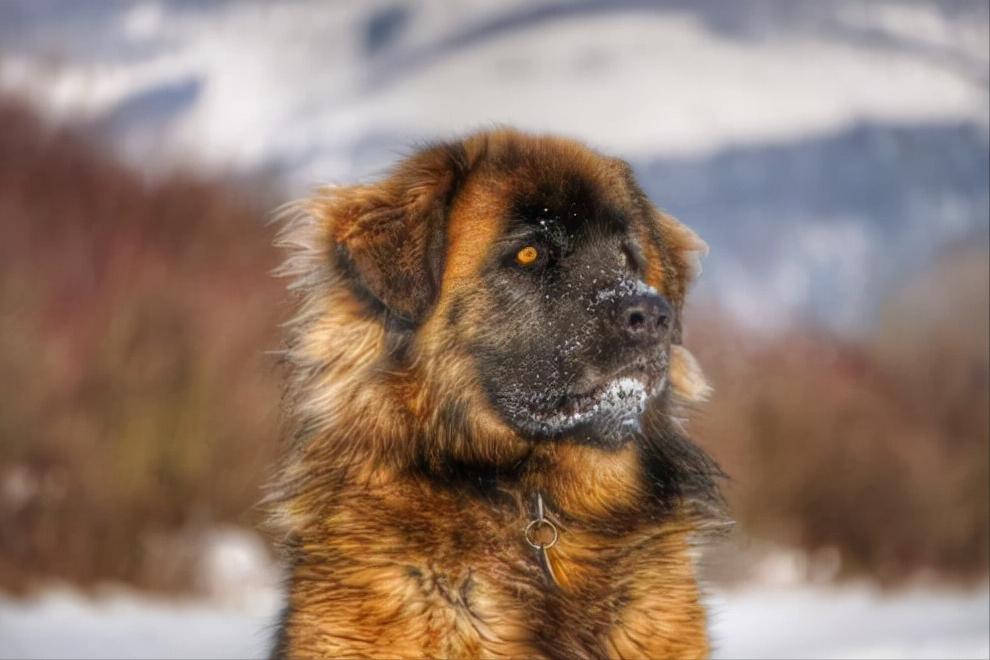 世界上体型巨大的狗,世界上体型最大的犬是什么犬