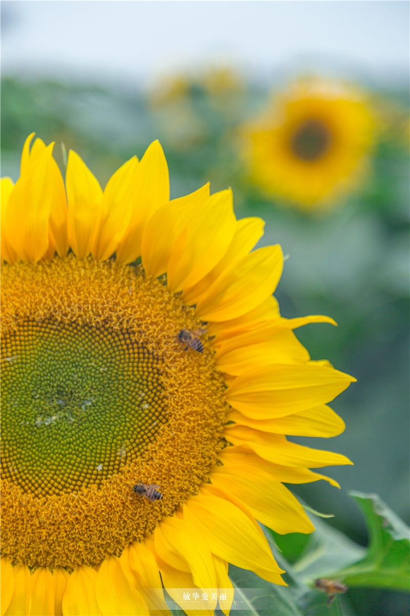 百万葵园攻略地图大全,百万葵园游玩注意事项