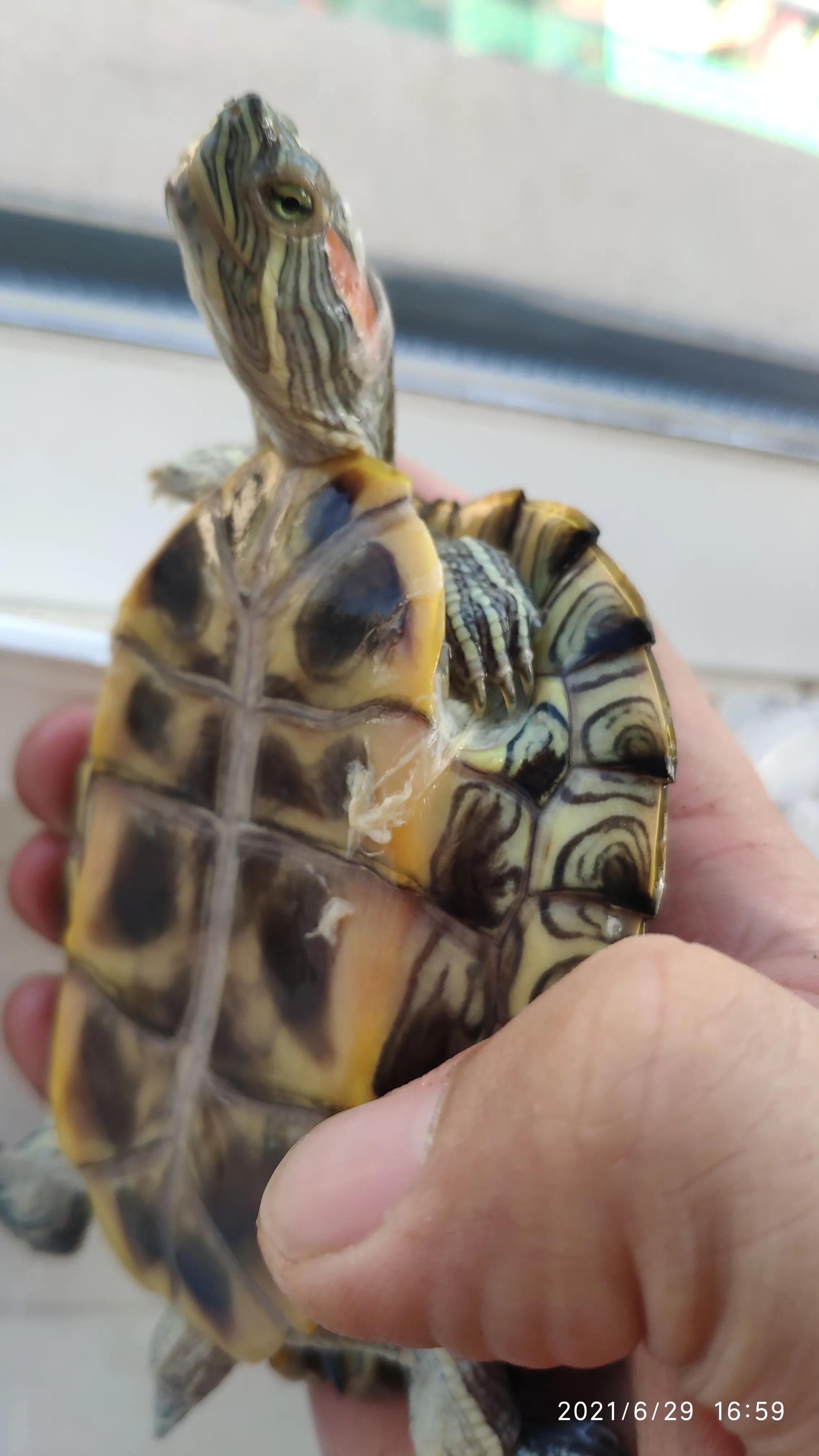 巴西龟不吃龟粮该怎么办,巴西龟不吃东西最多能活多久