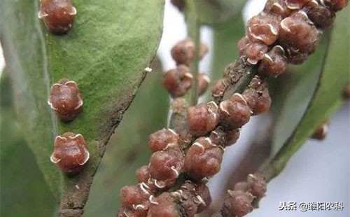 专治粉虱虫的特效药,家用黑刺粉虱虫的治疗方法