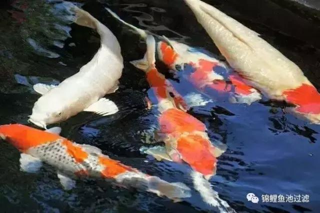 锦鲤在南方冬天有必要防寒吗,锦鲤冬天室外怎么过冬