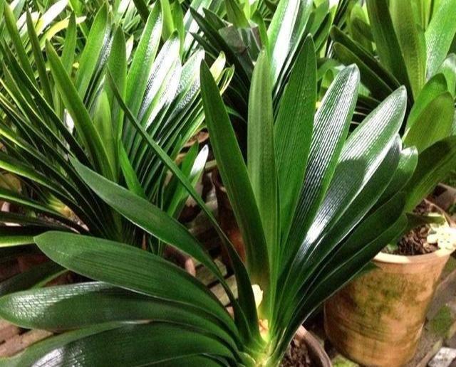 君子兰养殖方法和技巧如何浇水,君子兰夏季室外高温怎么养