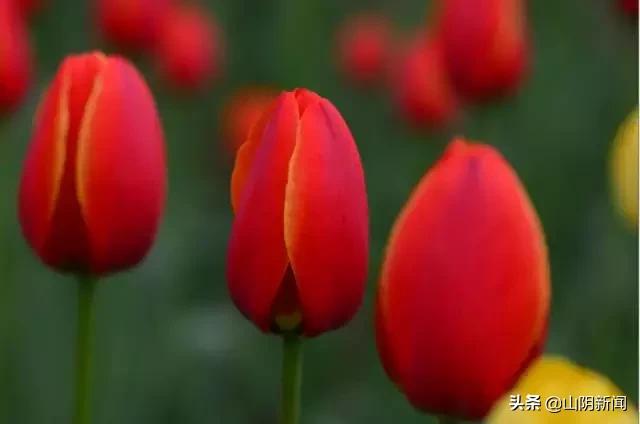 人间四月春暖花开散文,最美人间四月天优美散文