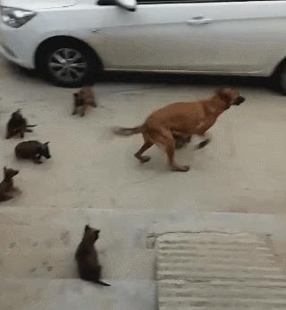 母狗巨贵多大可以生第一胎,母狗一胎生九只小狗有什么说法