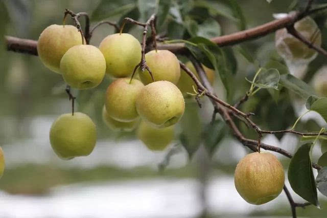 梨锈病防治方法,梨疫病与黑斑病打什么药